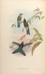 Ramphomicron stanleyi = Chalcostigma stanleyi